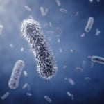 salmonellabacterie